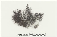 藏品(耳葉蘚屬)的圖片